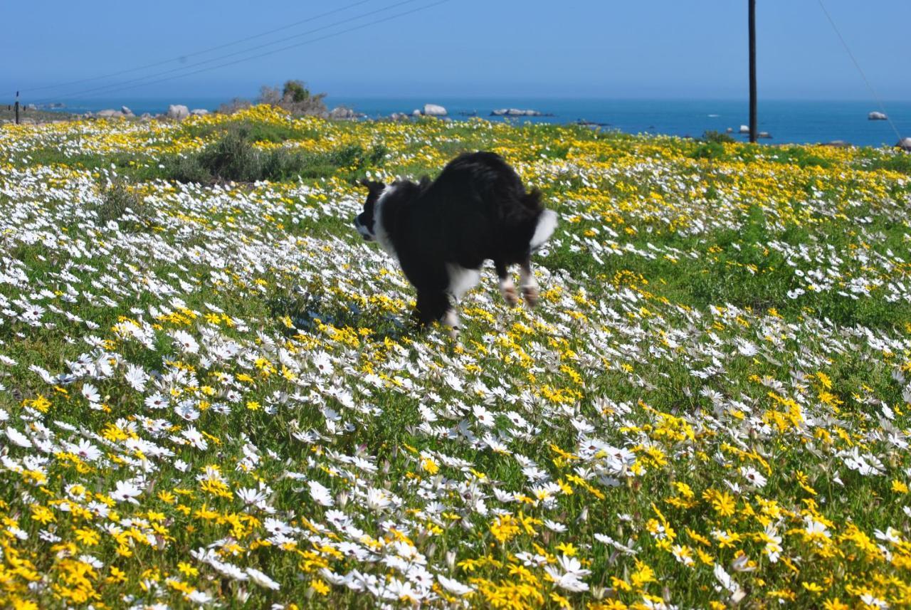 Stay At Bokkoms In Paternoster Self Catering Accommodation Luaran gambar
